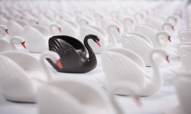 black swan amidst many white swans