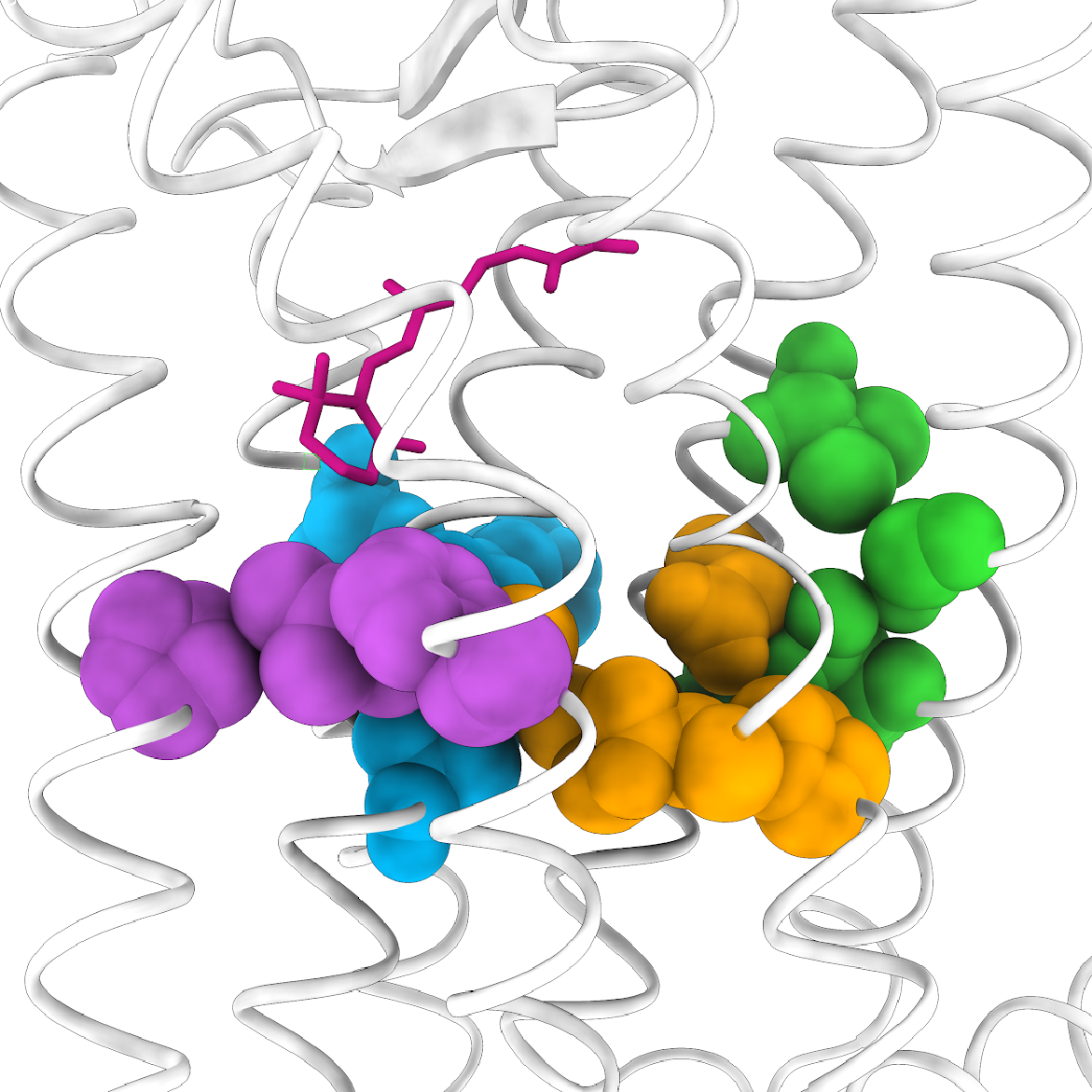 rhodopsin