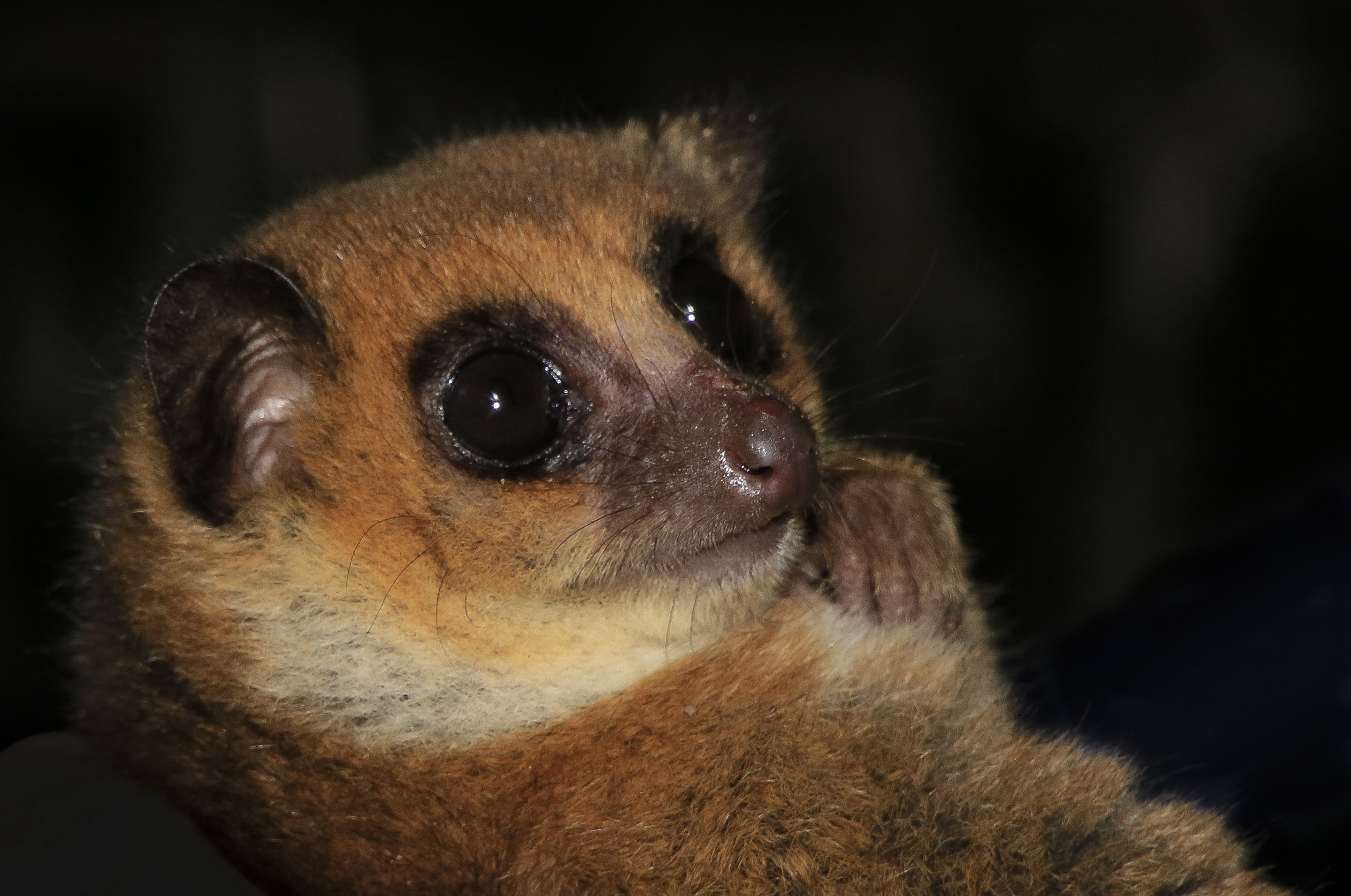 Dwarf Lemur