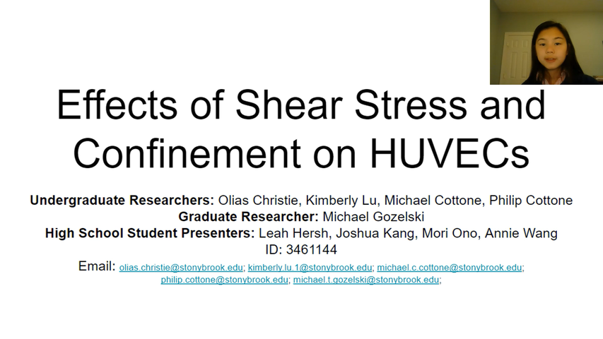 Effects of Shear Stress and Confinement on HUVECs