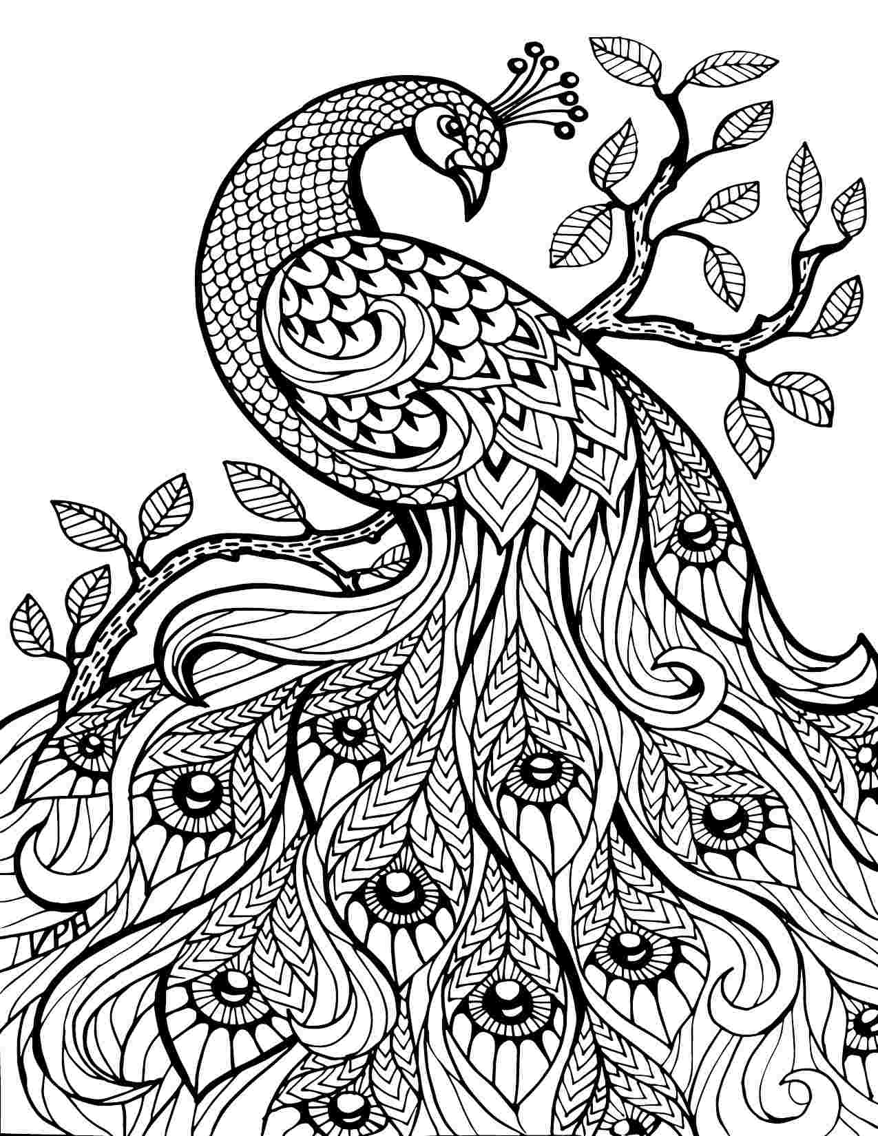 Coloring Sheet- Peacock